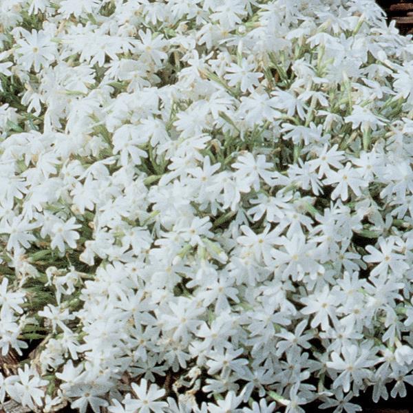Phlox subulata Snowflake - Bloom