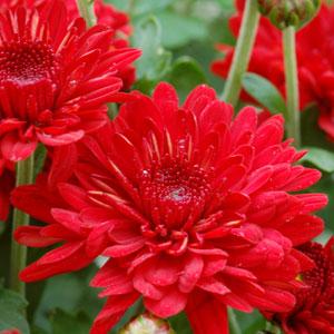 Radiant Red Garden Mum - Bloom