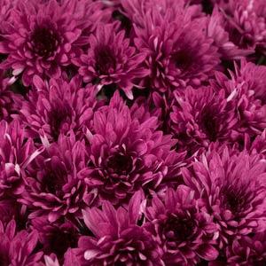 Avalon Purple Garden Mum - Bloom