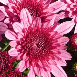 Avalon Pink Garden Mum - Bloom