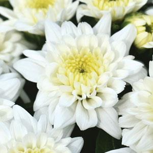 Celestial White Garden Mum - Bloom