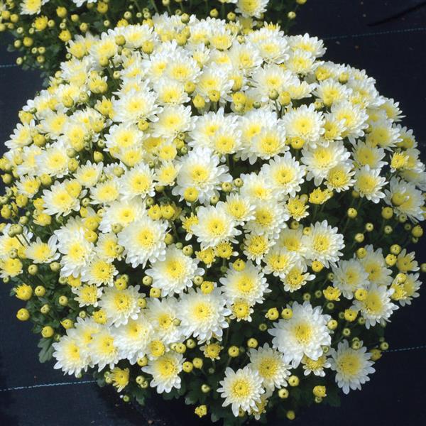 Moonglow White Garden Mum - Container