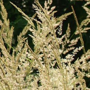 Grass Calamagrostis Karl Foerster - Bloom