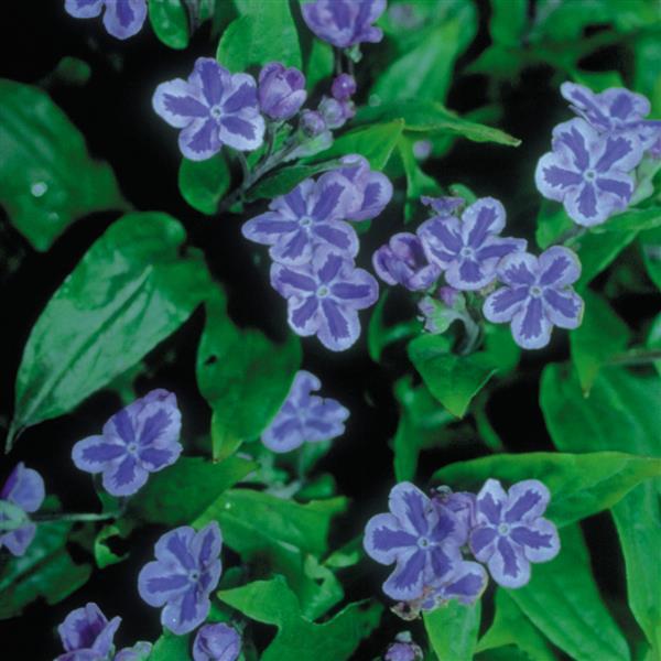 Omphalodes cappadocica Starry Eyes - Bloom