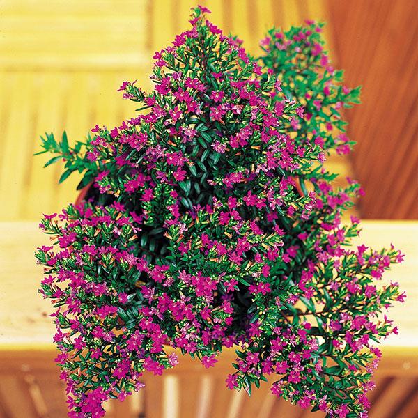 Purple Cuphea hyssopifolia - Container
