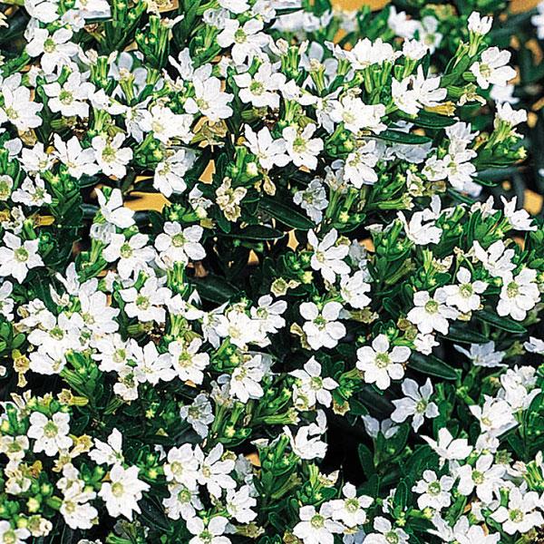 White Cuphea hyssopifolia - Bloom