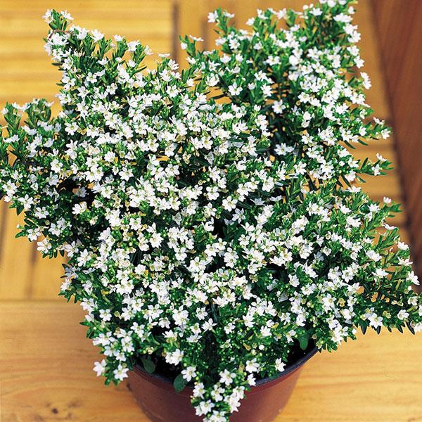 White Cuphea hyssopifolia - Container