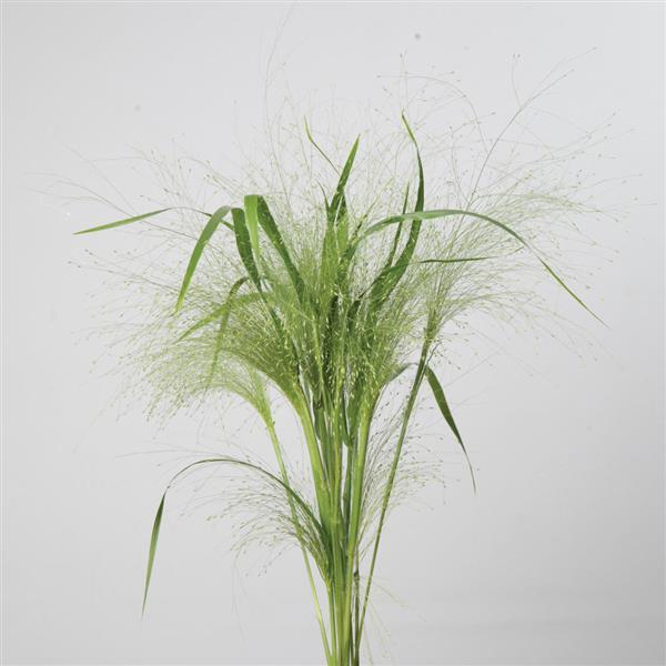 Frosted Explosion Grass Panicum Capillare - Bloom