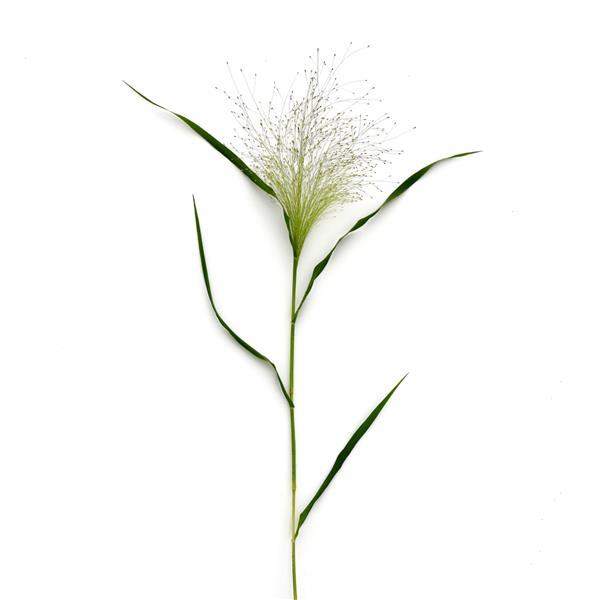 Frosted Explosion Grass Panicum Capillare - Single Stem, White Background