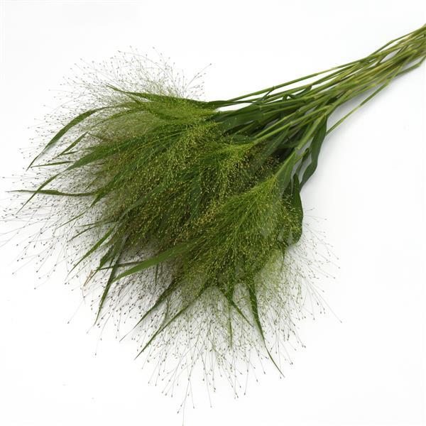 Frosted Explosion Grass Panicum Capillare - Grower Bunch