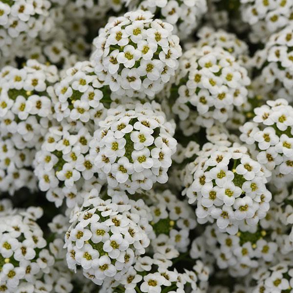 Easy Breezy™ White Lobularia - Bloom