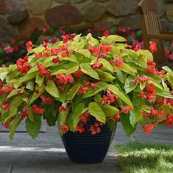 Canary Wings Begonia Vegetative - Container