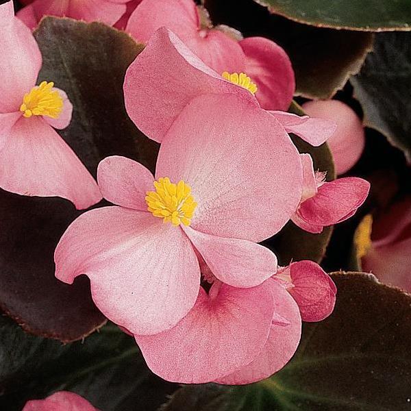 Harmony Pink Begonia - Bloom