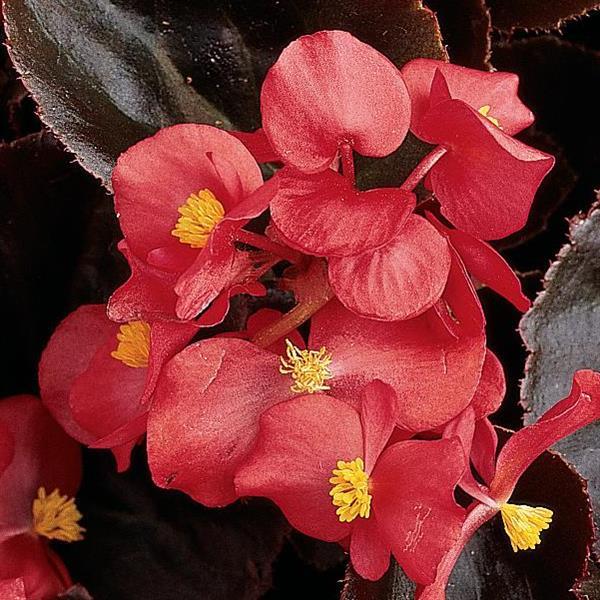 Harmony Scarlet Begonia - Bloom