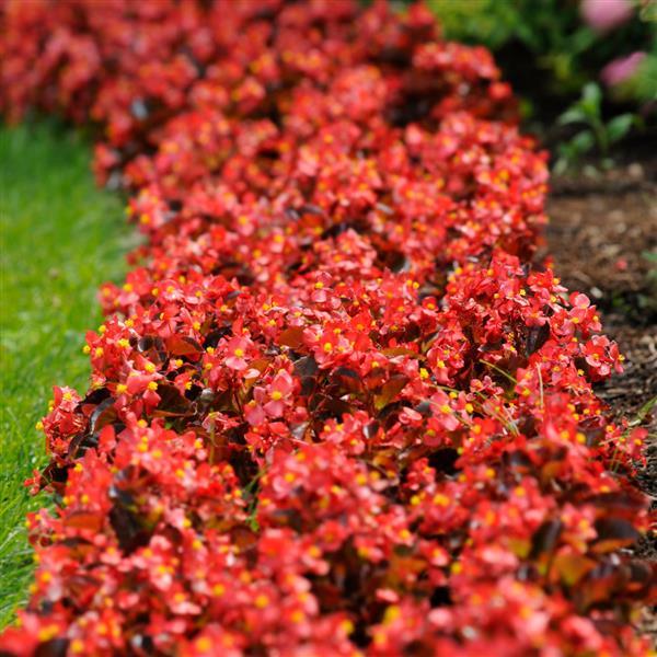 Harmony Scarlet Begonia - Landscape