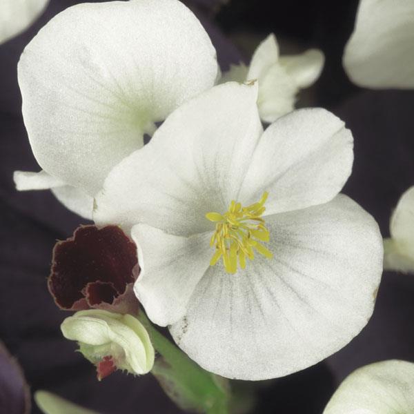 Harmony White Begonia - Bloom