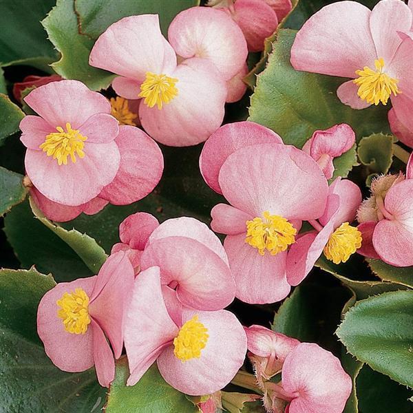 Prelude Pink Begonia - Bloom
