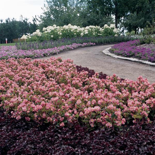 Prelude Pink Begonia - Landscape
