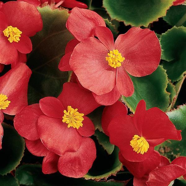 Prelude Scarlet Begonia - Bloom