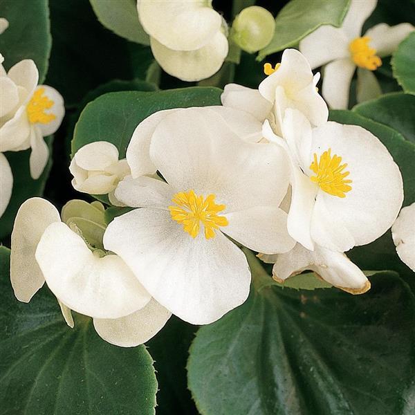 Prelude White Begonia - Bloom