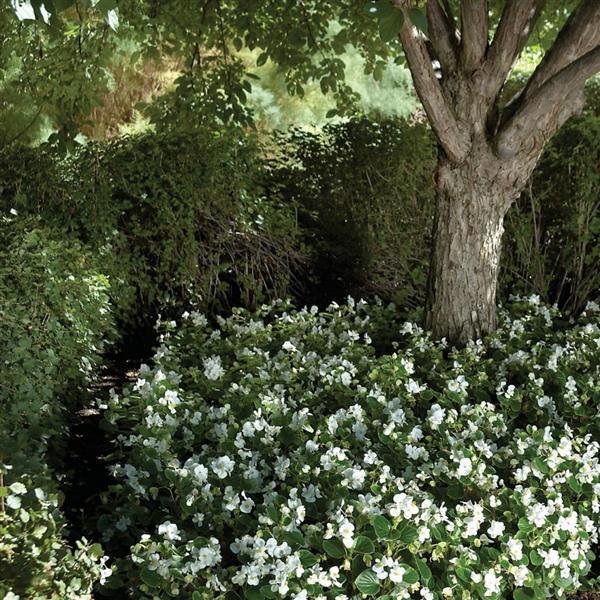 Prelude White Begonia - Landscape