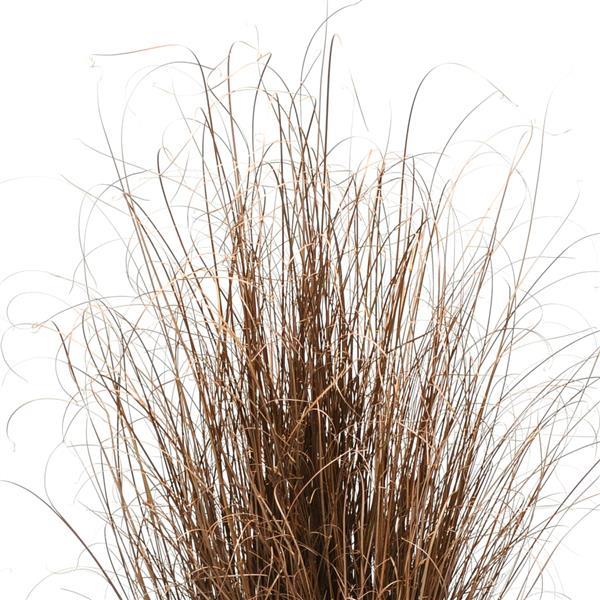 Red Rooster ColorGrass® Carex - Bloom