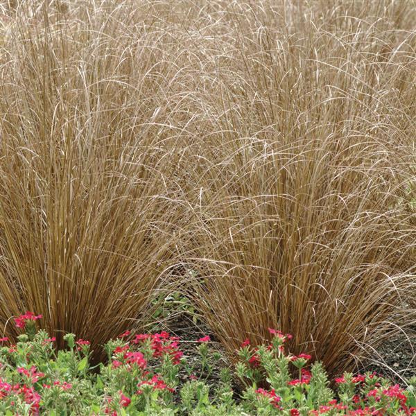 Red Rooster ColorGrass® Carex - Landscape