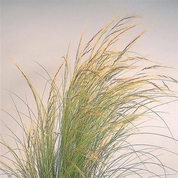 Pony Tails ColorGrass® Stipa - Bloom