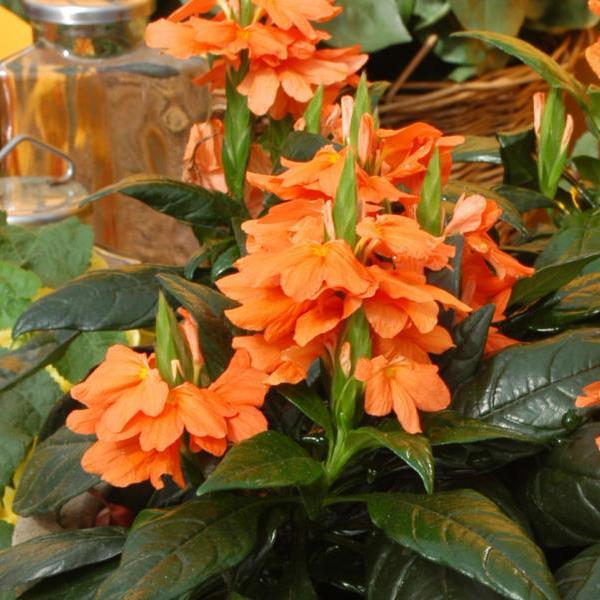Tropic Flame Crossandra - Bloom