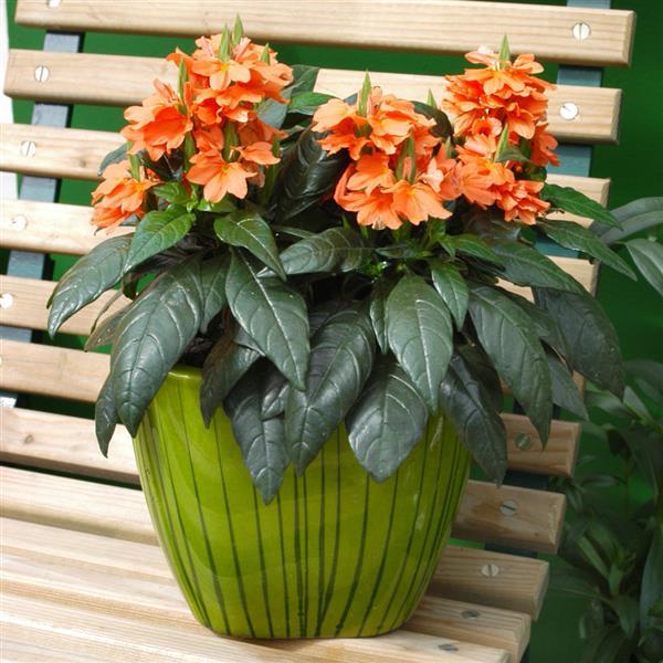 Tropic Flame Crossandra - Container