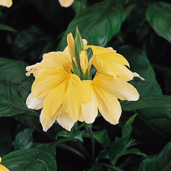 Tropic Yellow Splash Crossandra - Bloom