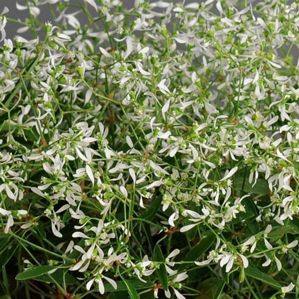 Glitz Euphorbia - Bloom