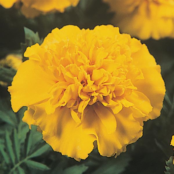 Janie Bright Yellow French Marigold - Bloom