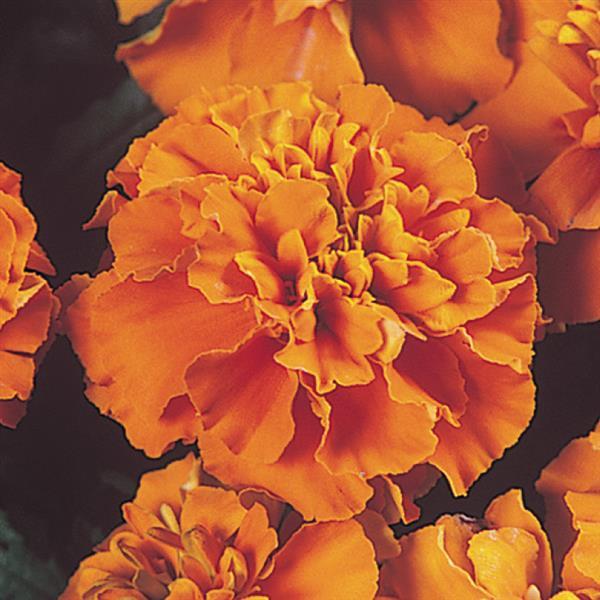 Janie Deep Orange French Marigold - Bloom