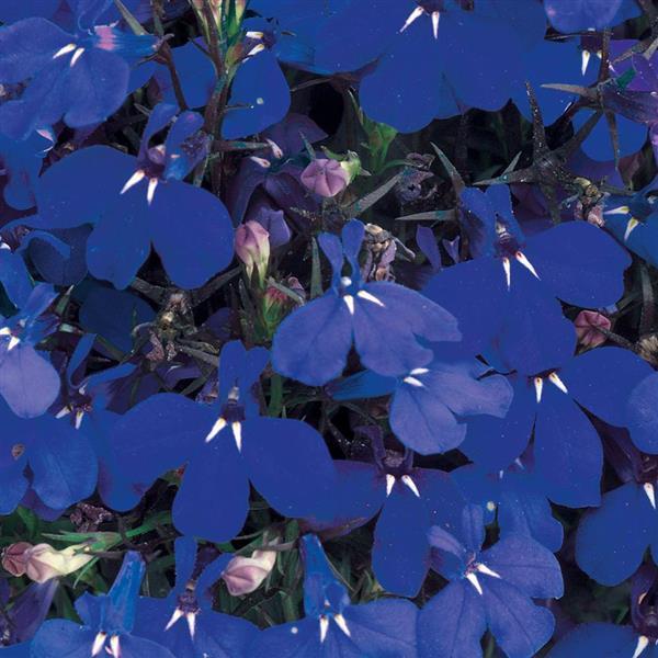 Riviera Marine Blue Lobelia - Bloom