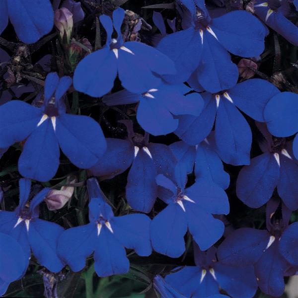 Riviera Midnight Blue Lobelia - Bloom