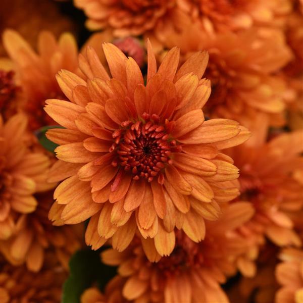 Sunset Orange Garden Mum - Bloom