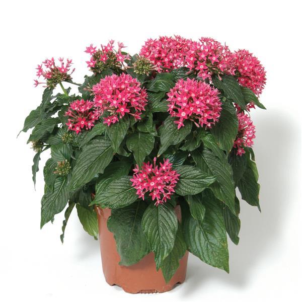 Butterfly™ Deep Pink Pentas - Container