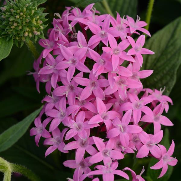 Butterfly™ Orchid Pentas - Bloom