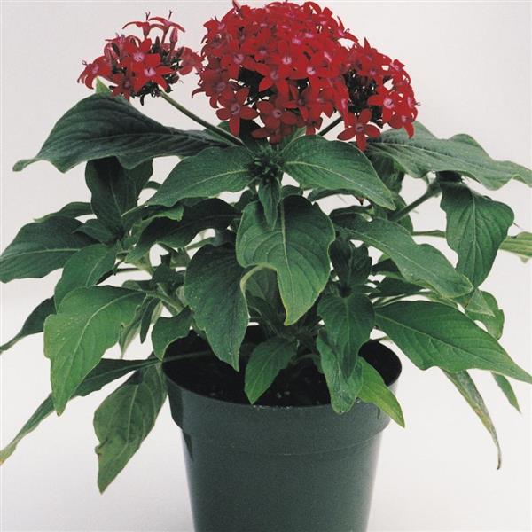 Butterfly™ Red Pentas - Container