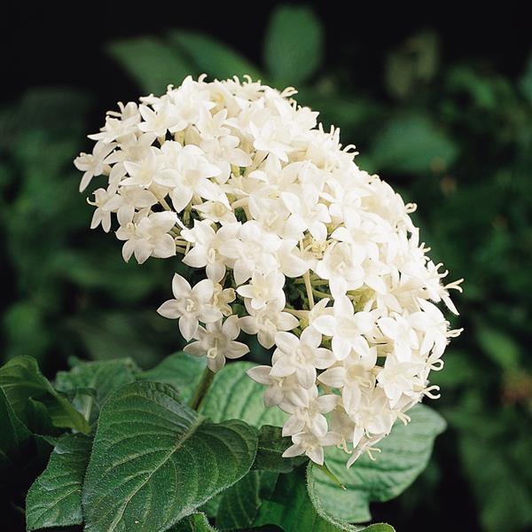 Butterfly™ White Pentas - Bloom