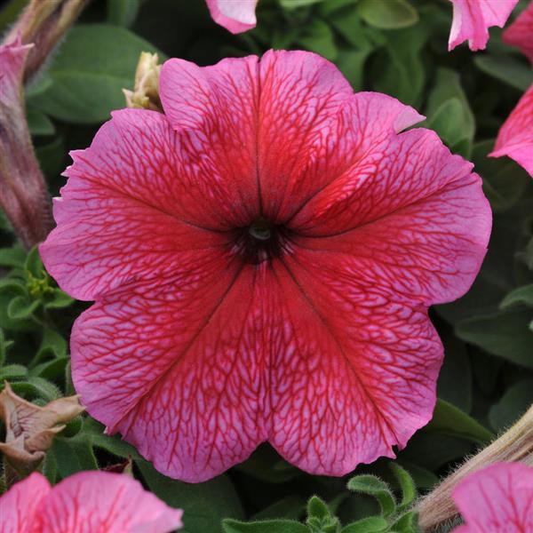 Daddy® Red Petunia - Bloom