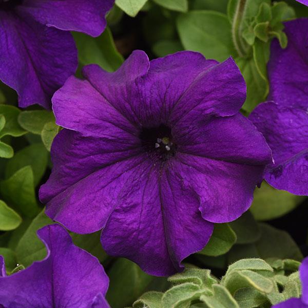 Supercascade Blue Petunia - Bloom