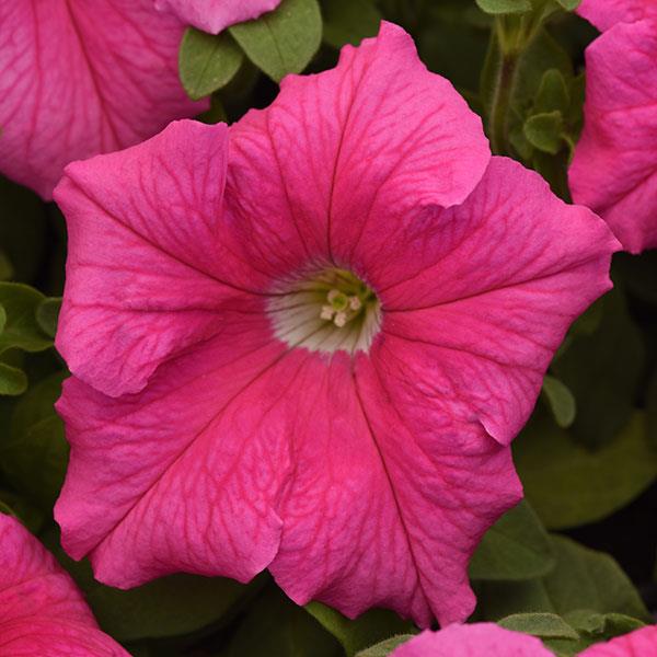 Supercascade Pink Petunia - Bloom
