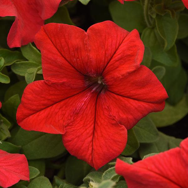 Supercascade Red Petunia - Bloom