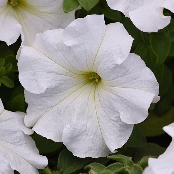 Supercascade White Petunia - Bloom