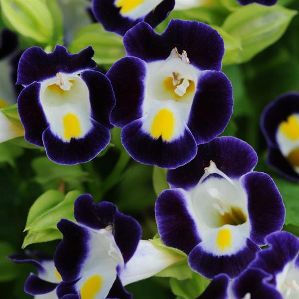 Kauai™ Blue & White Torenia - Bloom