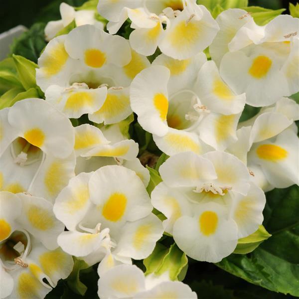 Kauai™ Lemon Drop Torenia - Bloom
