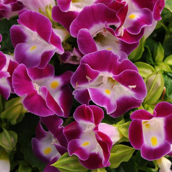 Kauai™ Magenta Torenia - Bloom