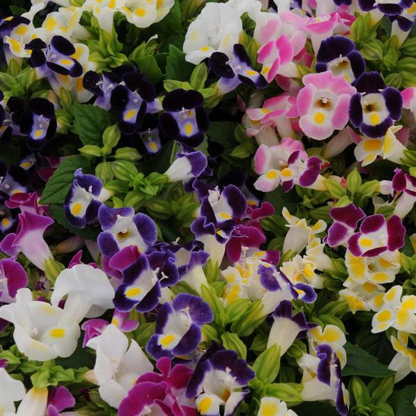 Kauai™ Mixture Torenia - Bloom